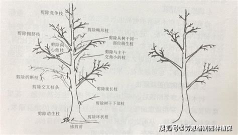 不良枝|三、修剪之基本方法